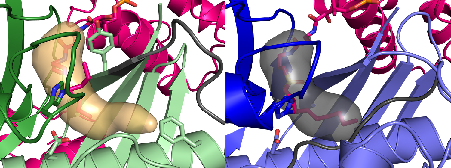 FabZ (green, left image) has a deep pocket (tan surface) for the fatty acid, but the fatty-acid pocket (gray surface, right image) has a different length and shape in FabA (blue).