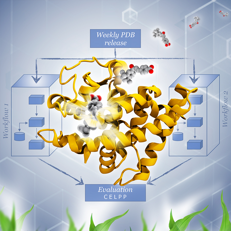 Docking calculations can accelerate drug discovery by predicting the bound poses of ligands for a targeted protein. However, it is not clear which docking methods work best. The Continuous Evaluation of Ligand Protein Predictions (CELPP) takes advantage of the continuous stream of data in the Protein Data Bank (PDB) to host a weekly public challenge designed to address this question, and ultimately, accelerate the creation of new and safer medications. Image by Lorenzo Casalino, UC San Diego