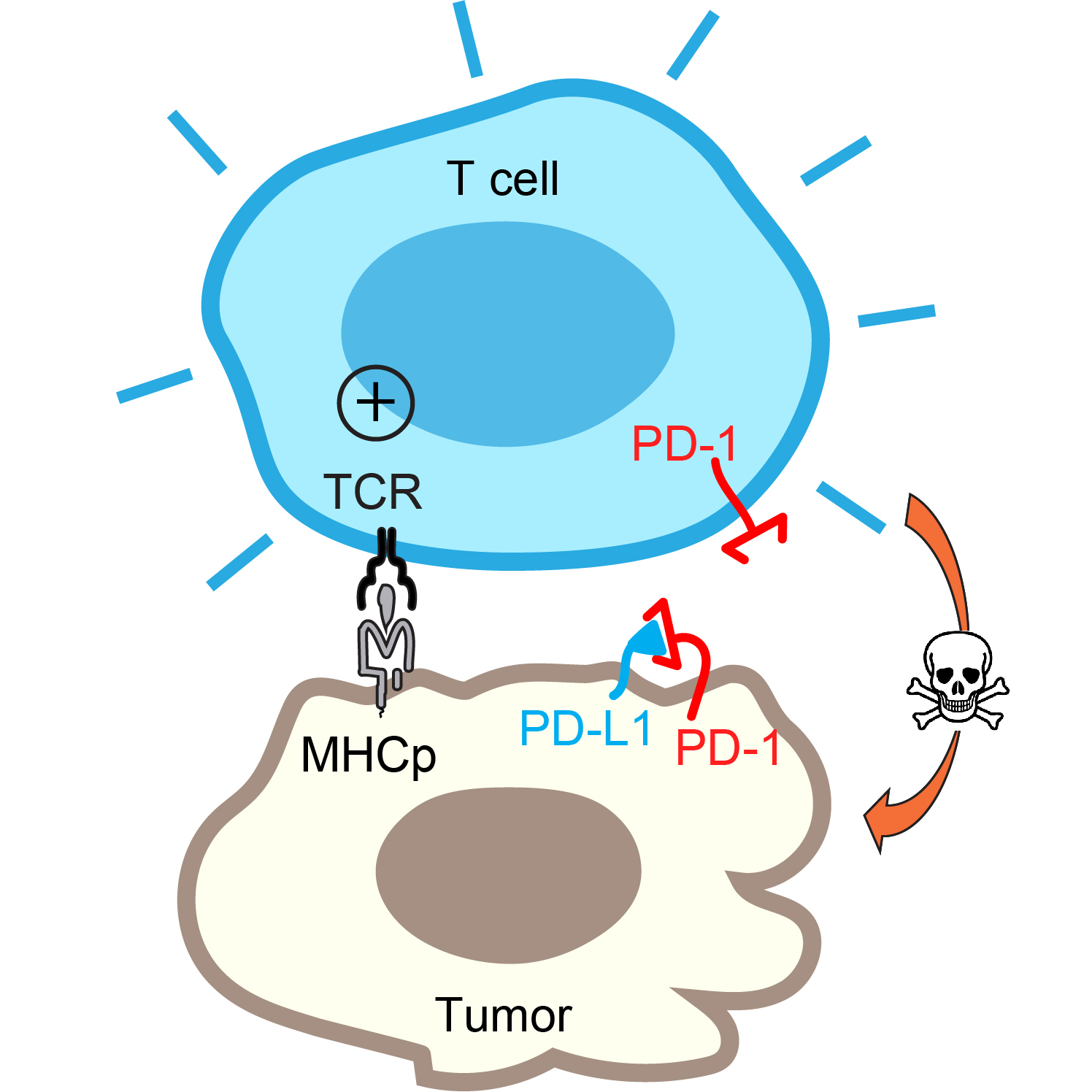 UC San Diego Biologists Discover Process That Neutralizes Tumors