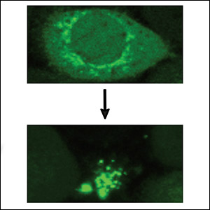 UC San Diego Chemists Develop New Strategy for ‘Hard-to-Study’ Lipids