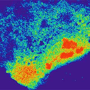 For First Time, Scientists Use CRISPR-Cas9 to Target RNA in Live Cells