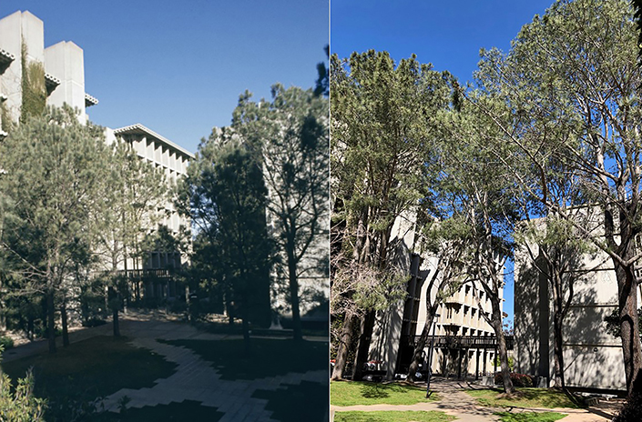 The Torrey Pines at John Muir College in 1966, left, tower over the college today. Copyright UC San Diego