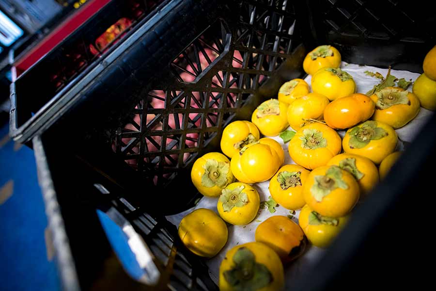 Persimmons supporting basic needs