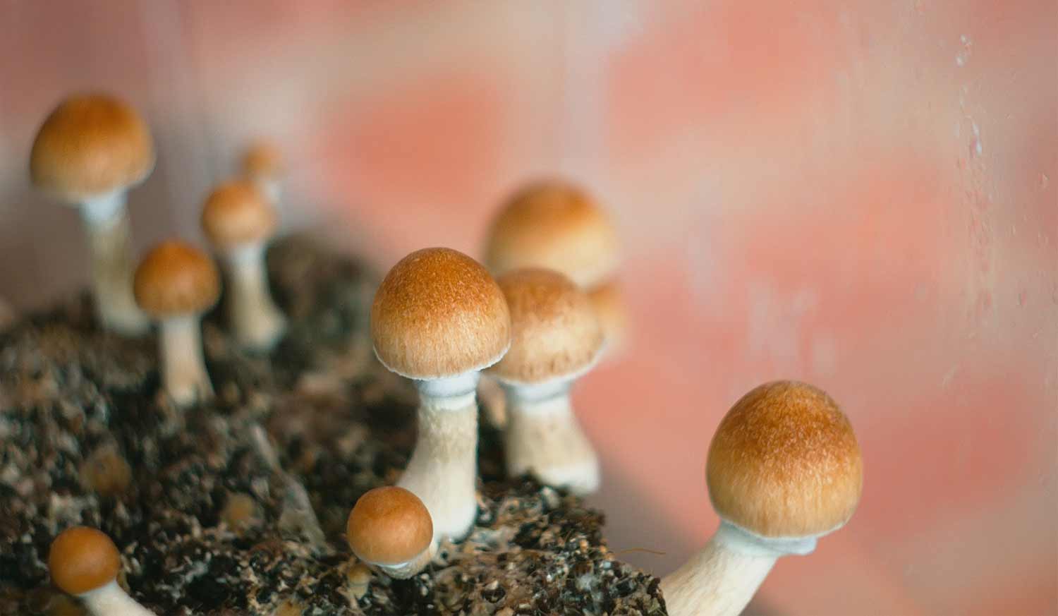 istock photo of mushrooms