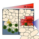 Cancer Cells Co-opt Immune Response to Escape Destruction