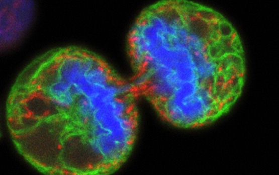 Split Decision: Stem Cell Signal Linked With Cancer Growth