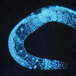 Global Regulator of mRNA Editing Found