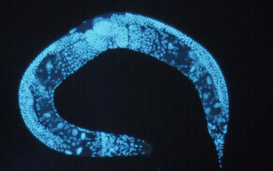 Global Regulator of mRNA Editing Found