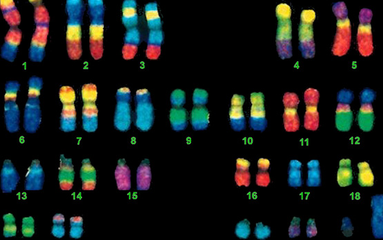 Detecting Fetal Chromosomal Defects Without Risk