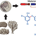 Marine Bacteria Are Natural Source of Chemical Fire Retardants