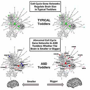 Altered Cell Cycle Gene Activity Underlies Brain Overgrowth in Autistic Toddlers