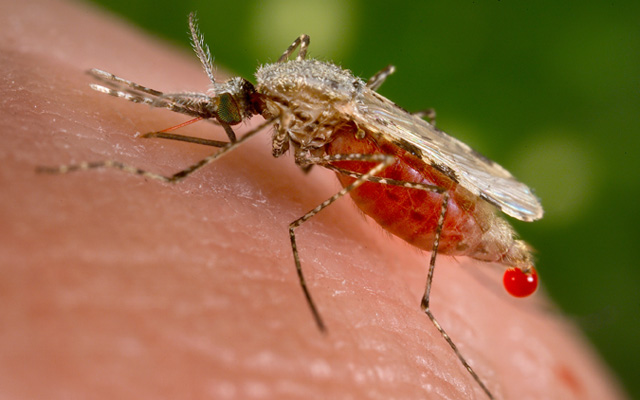 Medtech Meets Cleantech: Malaria Vaccine Candidate Produced from Algae