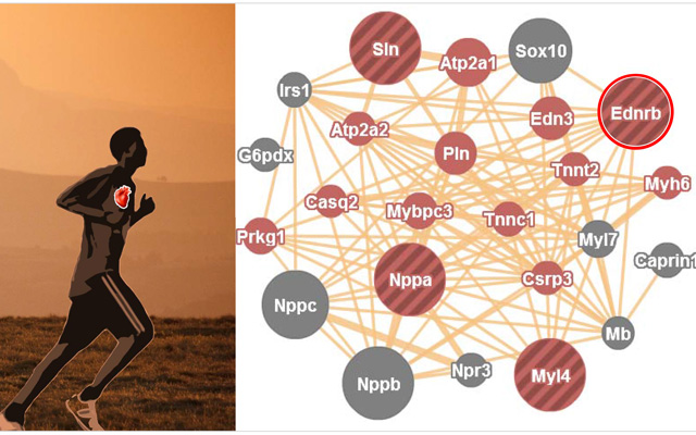 Genetic Adaptation Keeps Ethiopians Heart-Healthy Despite High Altitudes