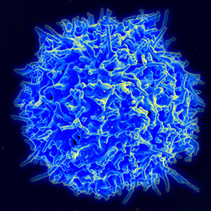 Image: Scanning electron micrograph of human T lymphocyte or T cell