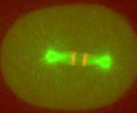 Image: C. elegans egg with CSR-1 protein inhibited