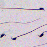 Underappreciated Protein Plays Critical Role In RNA Regulation and Male Fertility