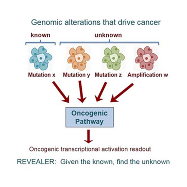 Image: researchers developed a new computer algorithm called REVEALER