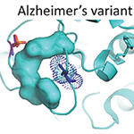 Genetic Variations that Boost PKC Enzyme Contribute to Alzheimer’s Disease