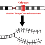 Gene Mutation “Hotspots” Linked to Better Breast Cancer Outcomes