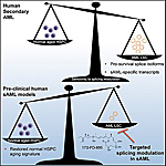 Researchers Find a New Way to Identify and Target Malignant Aging in Leukemia