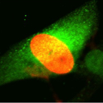 Cytomegalovirus Infection Relies on Human RNA-Binding Protein