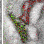 Electron Kaleidoscope: New Technique Visualizes Multiple Objects in Many Colors