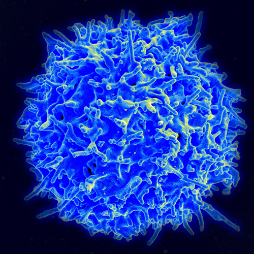 human T cell