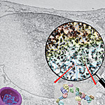 New 3D Imaging Reveals How Human Cell Nucleus Organizes DNA and Chromatin of its Genome