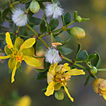 Compounds in Desert Creosote Bush Could Treat Giardia and “Brain-eating” Amoeba Infections