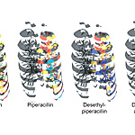 The Microbial Anatomy of an Organ