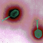 Turning A Phage