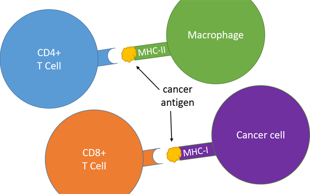 Cancer Cell II (Part II)