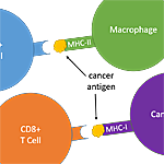 Cancer Immunotherapy Might Benefit From Previously Overlooked Immune Players