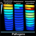 For Cystic Fibrosis Lung Infections, How Well Antibiotics Work May be Affected by pH, Oxygen