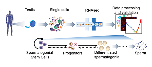 spermatogonial stem cells