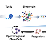 How Men Continually Produce Sperm — and How that Discovery Could Help Treat Infertility