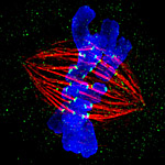 Machinery Used in Basic Cell Division Does Double Duty as Builder of Neurons