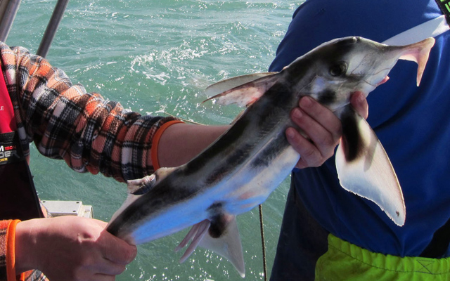 Snout Dated: Slow-Evolving Elephant Shark Offers New Insights into Human Physiology