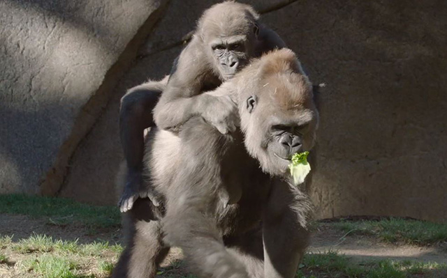 Experts Come Together to Save 3-year-old Gorilla’s Eyesight at San Diego Zoo Safari Park