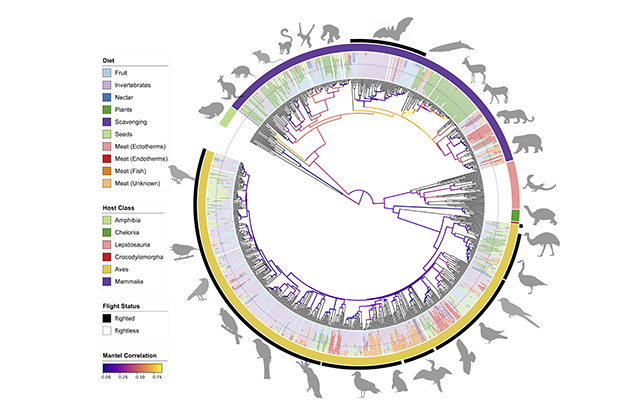 The Birds and the Bats: Evolving to Fly May Have Had Big Effect on Gut Microbiome