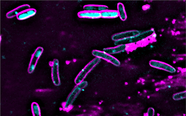 Taking One for the Team: How Bacteria Self-Destruct to Fight Viral Infections