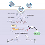 How SARS-CoV-2 Hijacks Human Cells to Evade Immune System