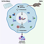 New Blood: Lab-Grown Stem Cells Bode Well for Transplants, Aging Research