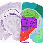 Mapping the Mouse Brain, and by Extension, the Human Brain Too