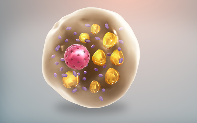 2021_10_27_brown_fat_cell_sci-animations.jpg