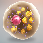 Sweet! How Glycogen is Linked to Heat Generation in Fat Cells