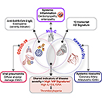 COVID-19, MIS-C and Kawasaki Disease Share Same Immune Response