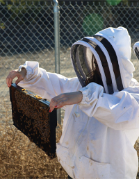 female in protective gear holding bees