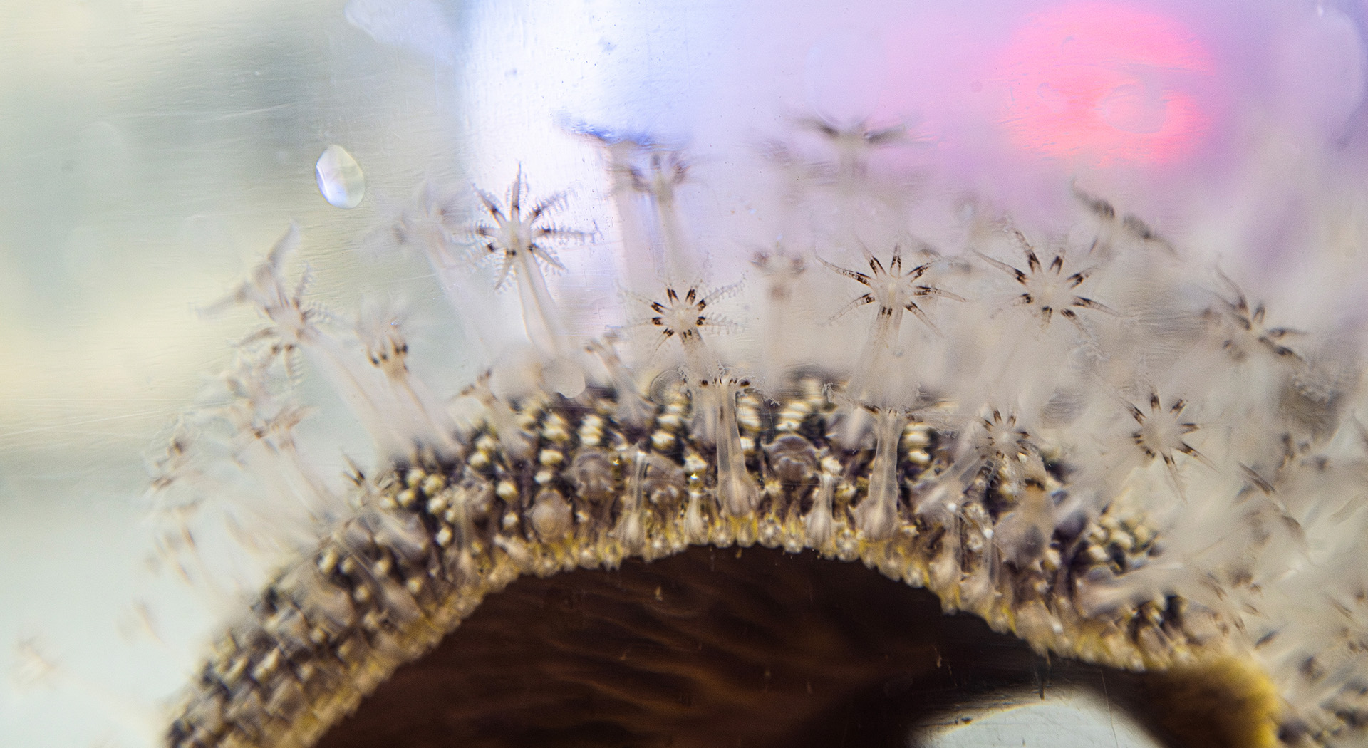 up close image of a soft coral