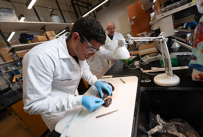 Talwar, Semmens and Grace Turner, an undergraduate research technician, sample commercially important fishes for otoliths to determine the age of fishes sampled for DDT+.